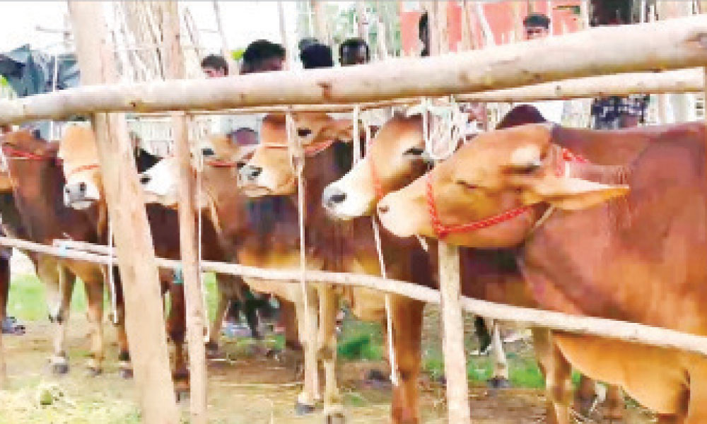 বিদ্যালয়ের মাঠে পশুর হাট