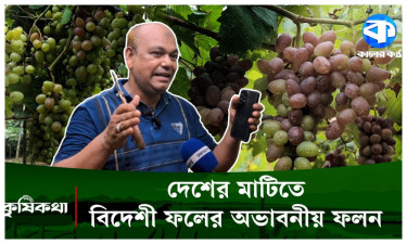 স্বাদে মিষ্টতায় দোকানের আঙুরকেও ছাড়িয়ে যাচ্ছে দেশে ফলানো আঙুর