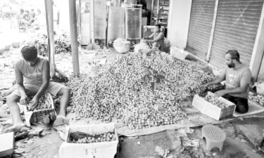 লটকন পাকতে শুরু করছে