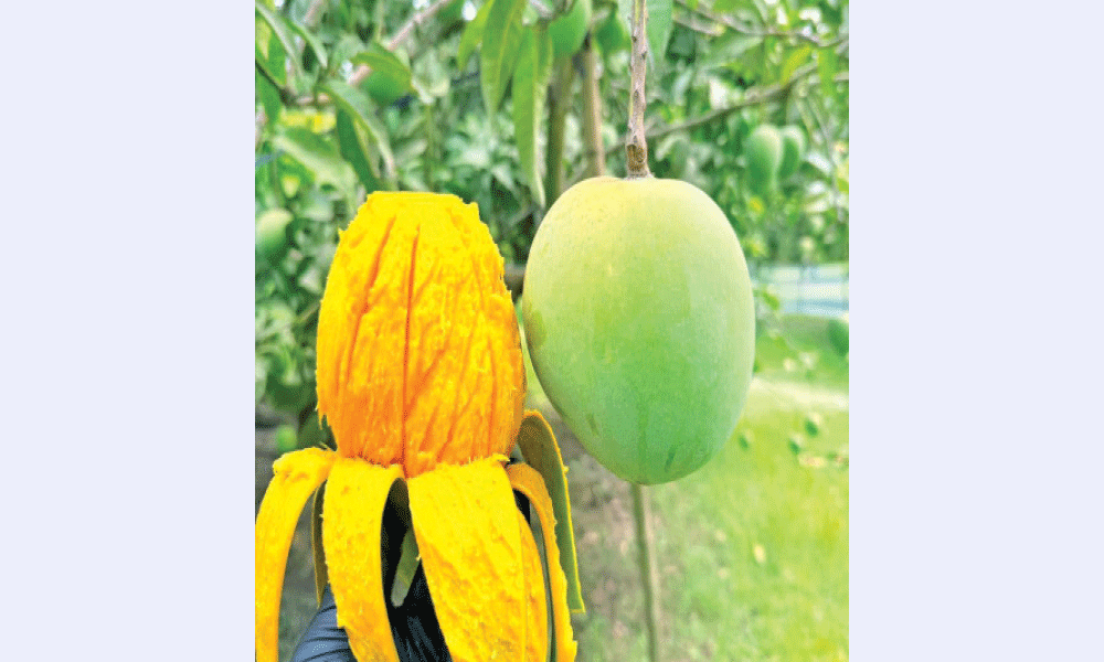 পাকা আম সংরক্ষণের উপায়