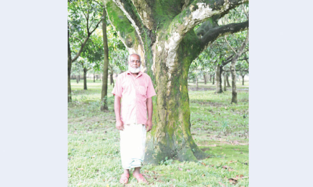 ৭৭ বছরে হাঁড়িভাঙ্গার মাতৃগাছ
