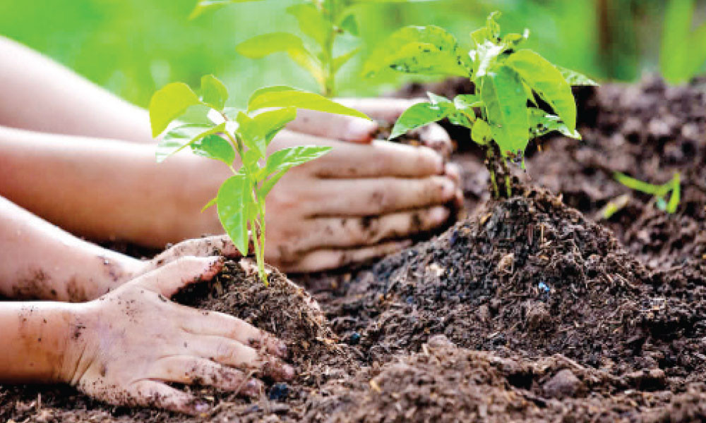 বৃক্ষরোপণে অনন্ত সওয়াব