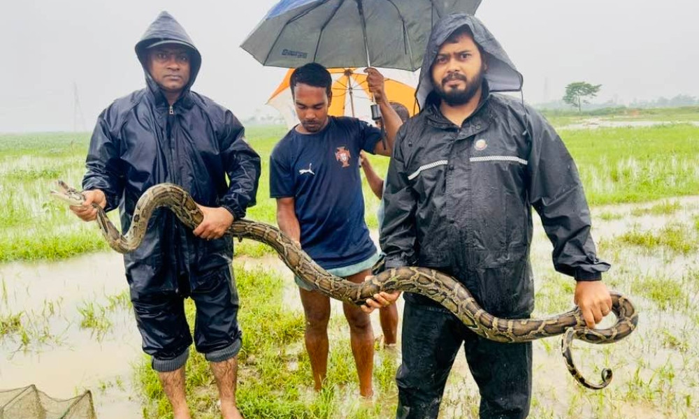 হাইল হাওর থেকে অজগর উদ্ধার