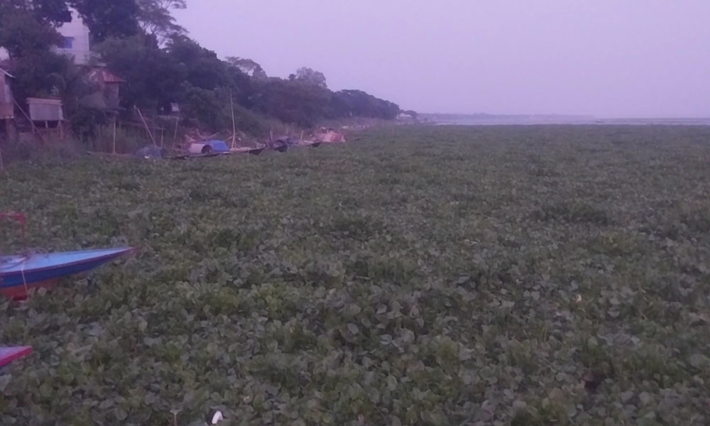 পদ্মায় কচুরিপানার দাপট, নৌযান চলাচল ব্যাহত