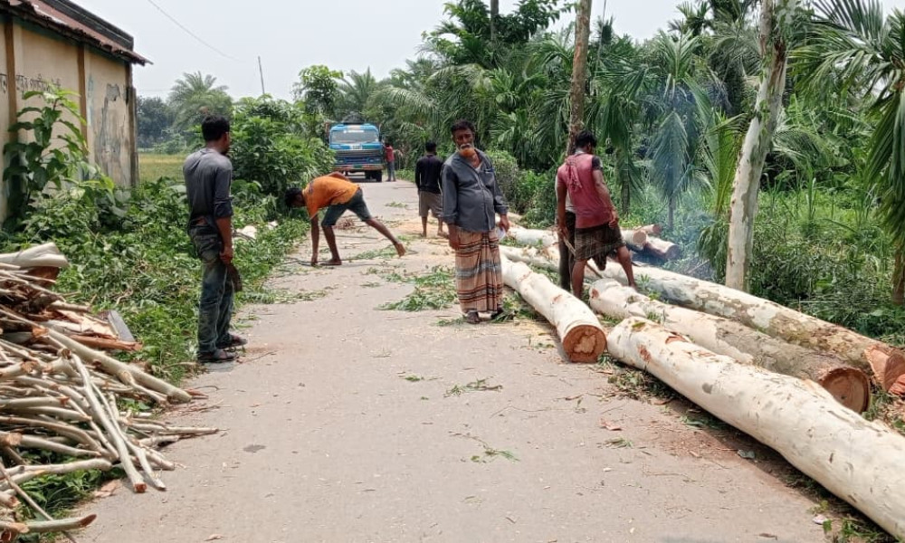 ১৫ বছর ধরে পরিচর্যা করা গাছ কাটার অভিযোগ, তদন্তে প্রশাসন