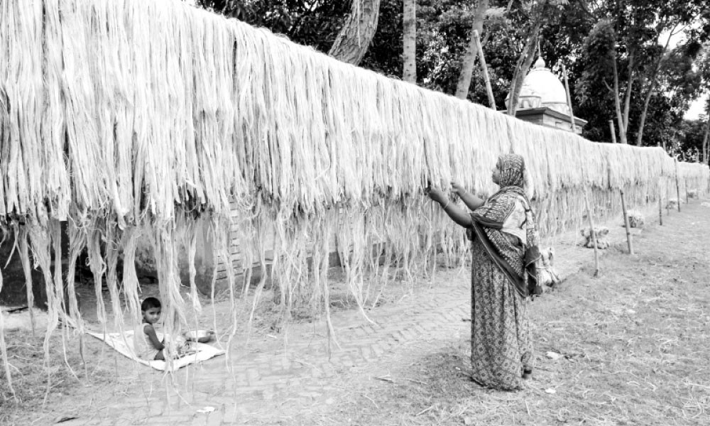 পাট শুকাতে ব্যস্ত কিষান-কিষানি