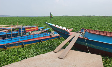 পদ্মায় কচুরিপানার দাপট, নৌযান চলাচল ব্যাহত