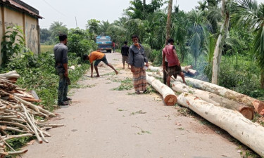 ১৫ বছর ধরে পরিচর্যা করা গাছ কাটার অভিযোগ, তদন্তে প্রশাসন