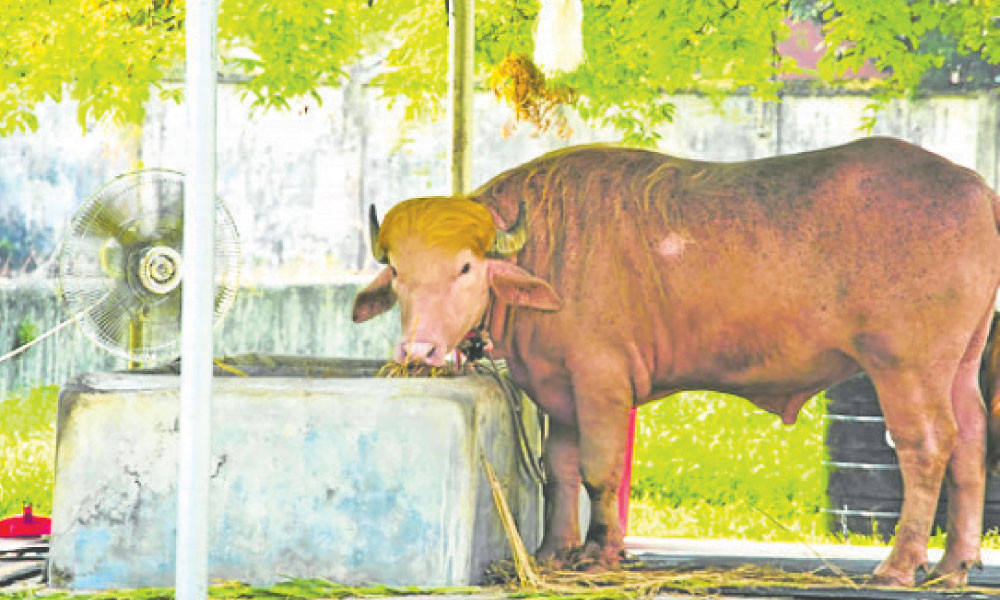 চিড়িয়াখানা মাতাচ্ছে ‘ডোনাল্ড ট্রাম্প’