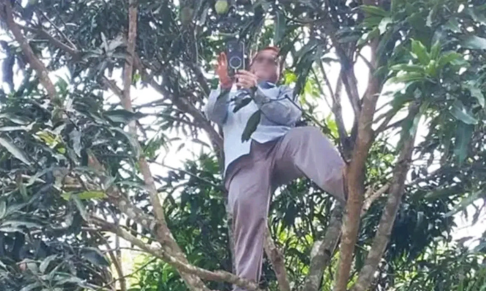 নেটওয়ার্কের সন্ধানে আমগাছে উঠে অনলাইনে হাজিরা দিলেন শিক্ষক