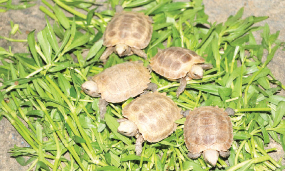 হলুদ পাহাড়ি কাছিমের পাঁচ খুদে অতিথি