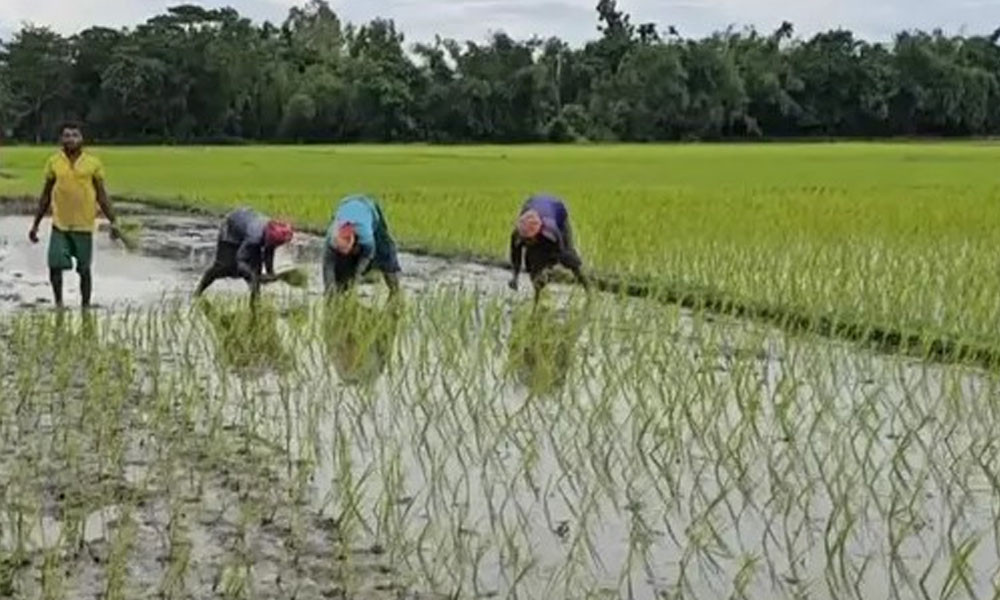 প্রণোদনার পরও আউশে লক্ষ্যমাত্রা অর্জন নিয়ে সংশয়