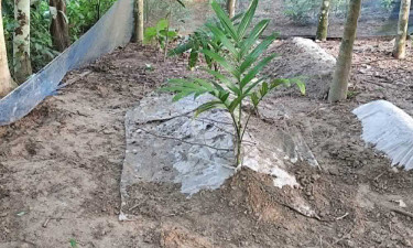 স্বপ্নে জীবিত দেখে দাফনের ১৮ দিন পর তরুণীর কবর খুঁড়লেন স্বজনরা