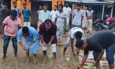 ঈশ্বরদীতে রাস্তা মেরামতের দাবিতে সড়কে ধান রোপণ করে অভিনব প্রতিবাদ