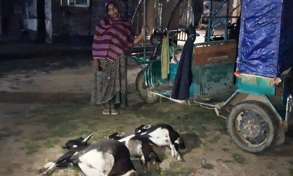 পিটিয়ে হত্যা করায় মৃত ছাগলকে নিয়ে থানায় মালিক, অতঃপর...