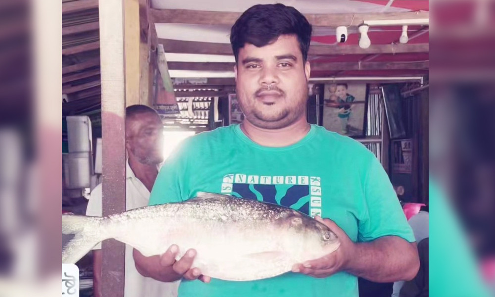 ভোলায় জেলেদের জালে ধরা পড়েছে ৩ কেজি ওজনের ‘রাজা ইলিশ’