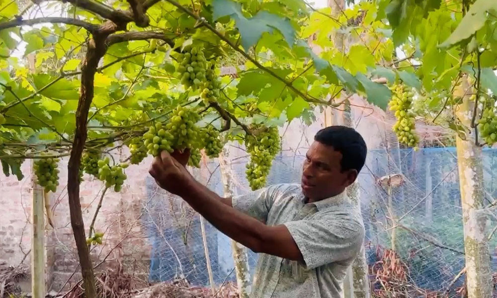 বাগানজুড়ে থোকায় থোকায় রসালো আঙুর