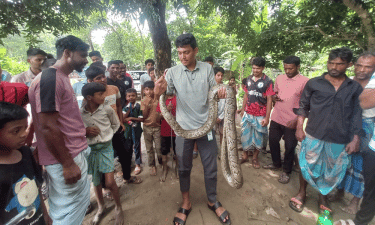 মিরসরাইয়ে ১২ ফুট দৈর্ঘ্যের অজগর উদ্ধার, বনে অবমুক্ত