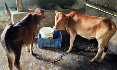 পাকুন্দিয়ায় গরু চুরির হিড়িক, আতঙ্কে কৃষক-খামারিরা
