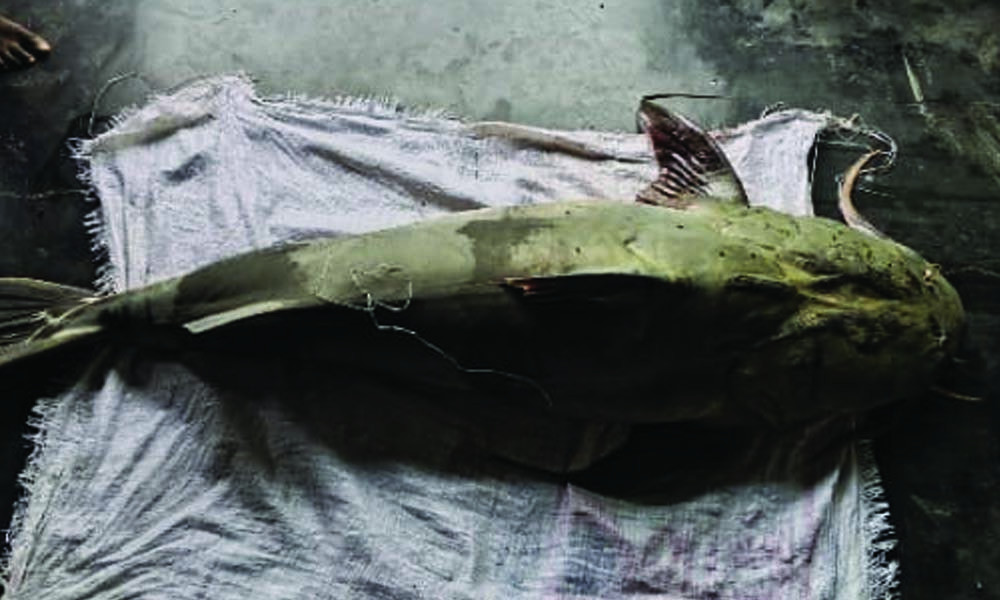 কুড়িগ্রামে এক বাঘাইড়ের মূল্য ৮৫ হাজার টাকা
