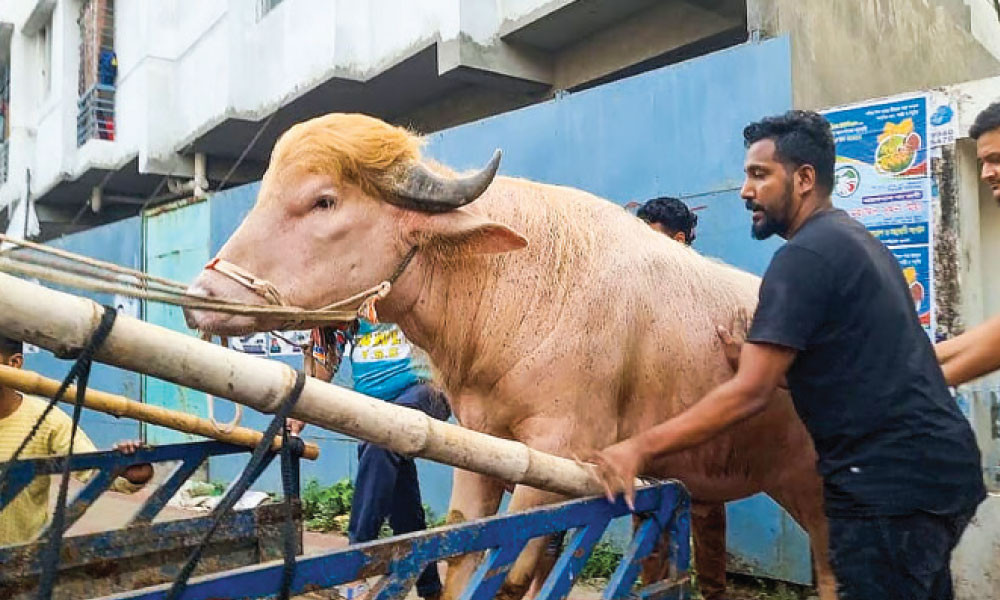 চিড়িয়াখানা থেকে গবেষণাগারে মহিষ ‘ডোনাল্ড ট্রাম্প’