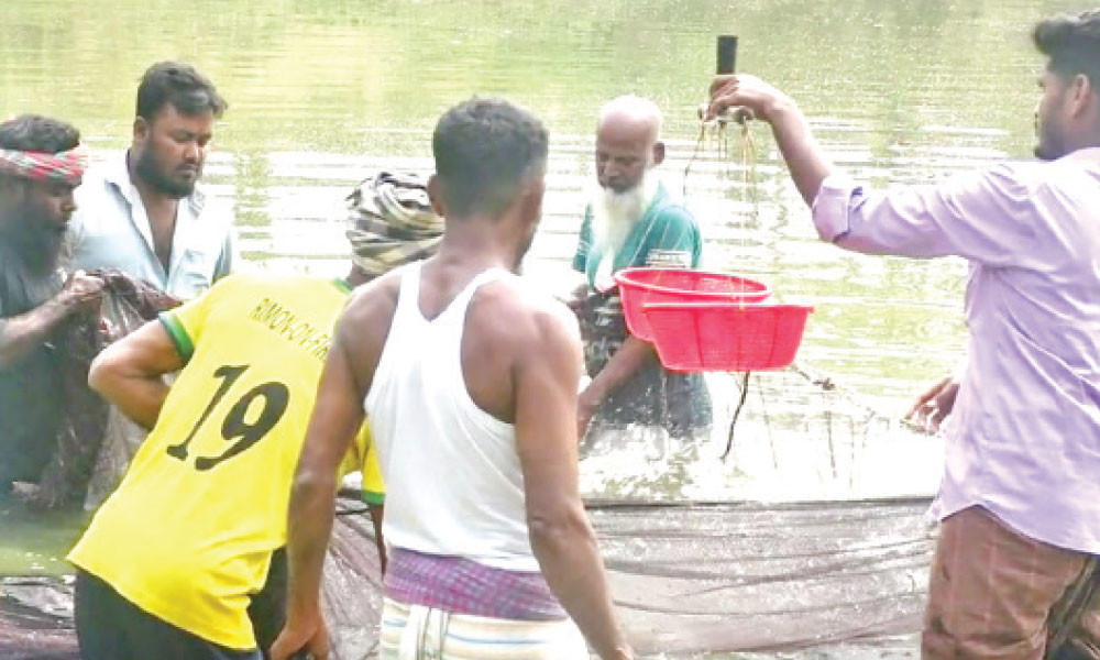 আলু-ধানে লোকসান, রেণু পোনা চাষে লাভের আশা