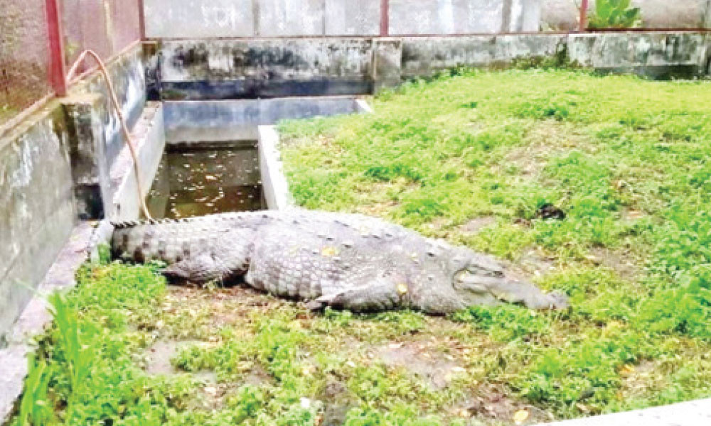 খুলনার পুনর্বাসন কেন্দ্রে সেই কুমিরটি সুস্থ আছে