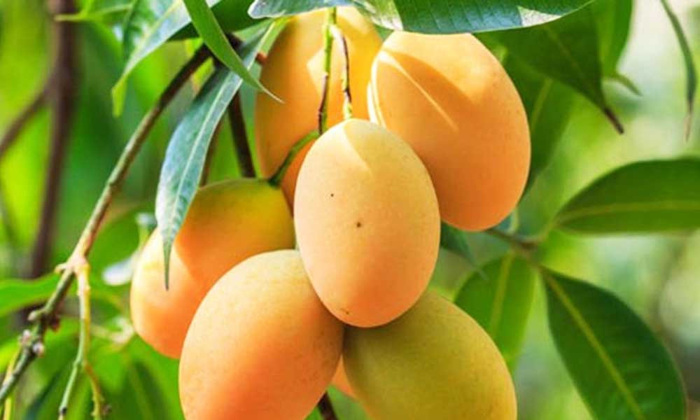 রাজশাহীর মৌসুম এখন এক ভ্রমণ-গন্তব্য