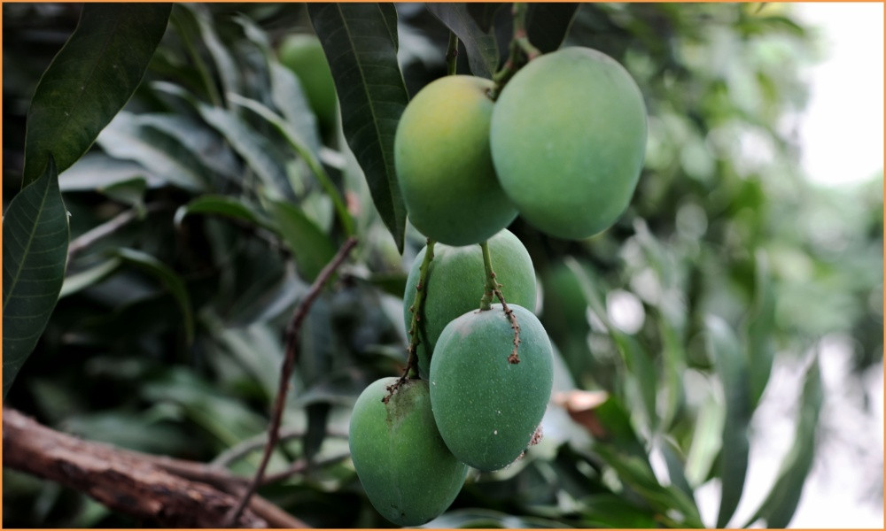 রাজশাহীর মৌসুম এখন এক ভ্রমণ-গন্তব্য