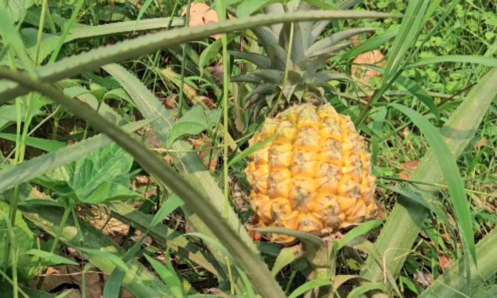 রাবানের রসময় ও সুস্বাদু আনারসের খ্যাতি বাড়ছে দেশজুড়ে