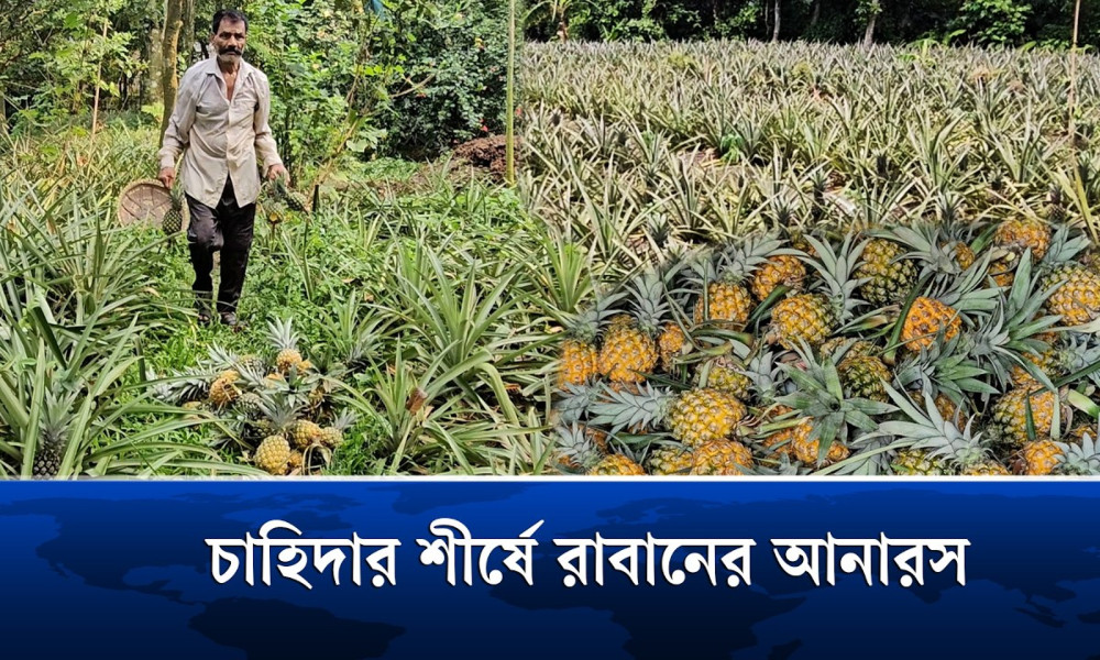 রাবানের রসময় ও সুস্বাদু আনারসের খ্যাতি বাড়ছে দেশজুড়ে