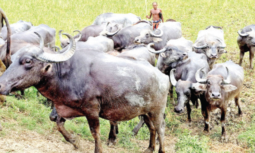 খাদ্যসংকটে গাবতলীতে মহিষের বাথান