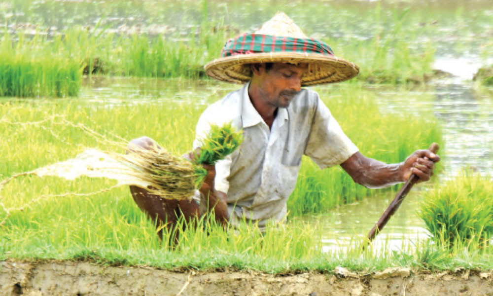 বরেন্দ্র ডিপের পানিতে বীজতলা প্রস্তুত