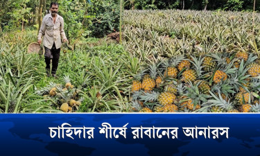 রাবানের রসময় ও সুস্বাদু আনারসের খ্যাতি বাড়ছে দেশজুড়ে