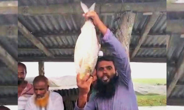 মেঘনার এক ইলিশ সাড়ে ১১ হাজার টাকায় বিক্রি