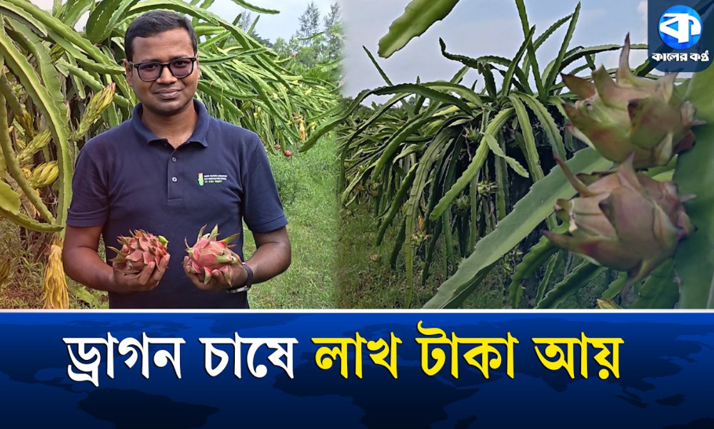 চাকরি না পেয়ে হলেন উদ্যোক্তা, ড্রাগন চাষে নাঈমের বাজিমাত