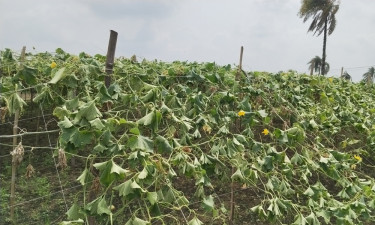 ১৩২ শতক জমির লাউ-কুমড়া গাছ কেটে দিল দুর্বৃত্তরা