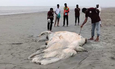 কুয়াকাটার কাউয়ার চর সৈকতে ভেসে এলো ৫৬ ফুট দৈর্ঘ্যের মৃত তিমি!