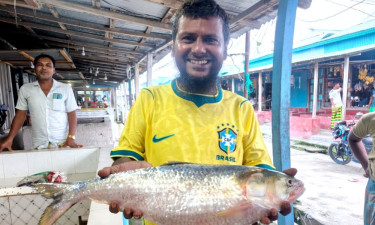 আড়াই কেজির এক ইলিশ ১০ হাজারে বিক্রি