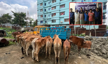 মিরসরাইয়ে ১৯টি ভারতীয় গরু ও দুই পিকআপ জব্দ, আটক ৪