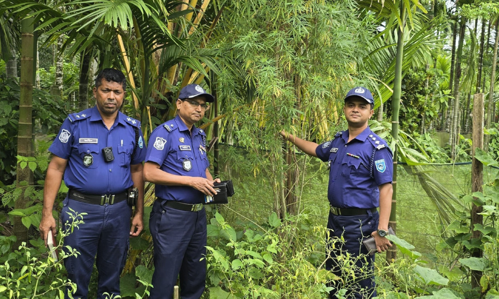 ভূরুঙ্গামারীতে সুপারি বাগানে গাঁজা চাষ, অভিযান চালিয়ে গাছ জব্দ