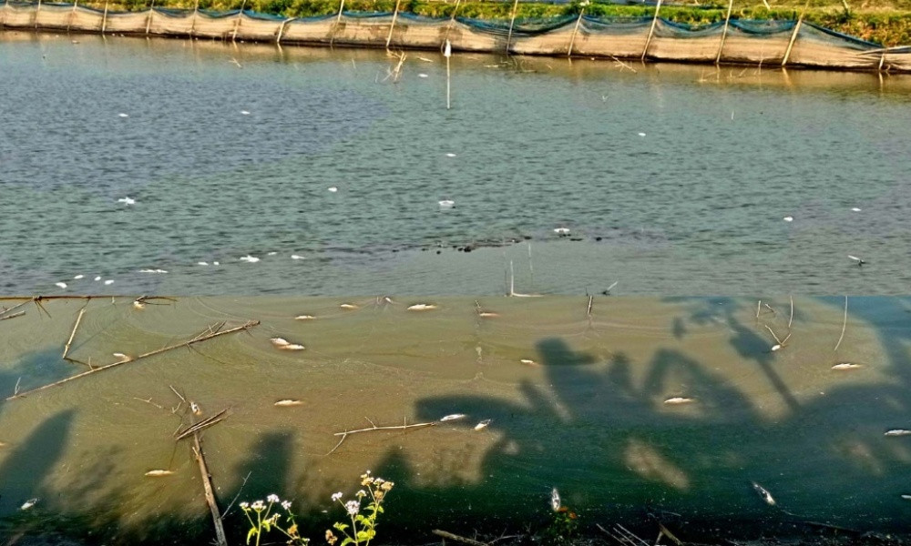 ফকিরহাটে ফুলকা পচা রোগে মরছে মাছ, চিন্তিত চাষিরা