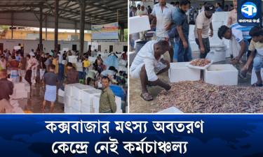 মাছের প্রজনন বাড়াতে সাগরে নিষেধাজ্ঞা এবারও কাজে আসেনি
