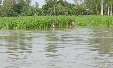 কু‌ড়িগ্রা‌মে বন্যায় ফসলের ক্ষতির শঙ্কা, যা বল‌ছে কৃ‌ষি বিভাগ