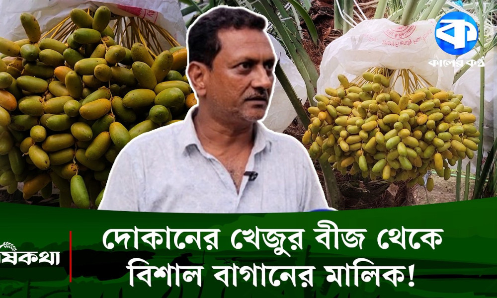 বাংলার মাটিতে সৌদি খেজুর ফলিয়ে তাক লাগালেন পাবনার হিরুক