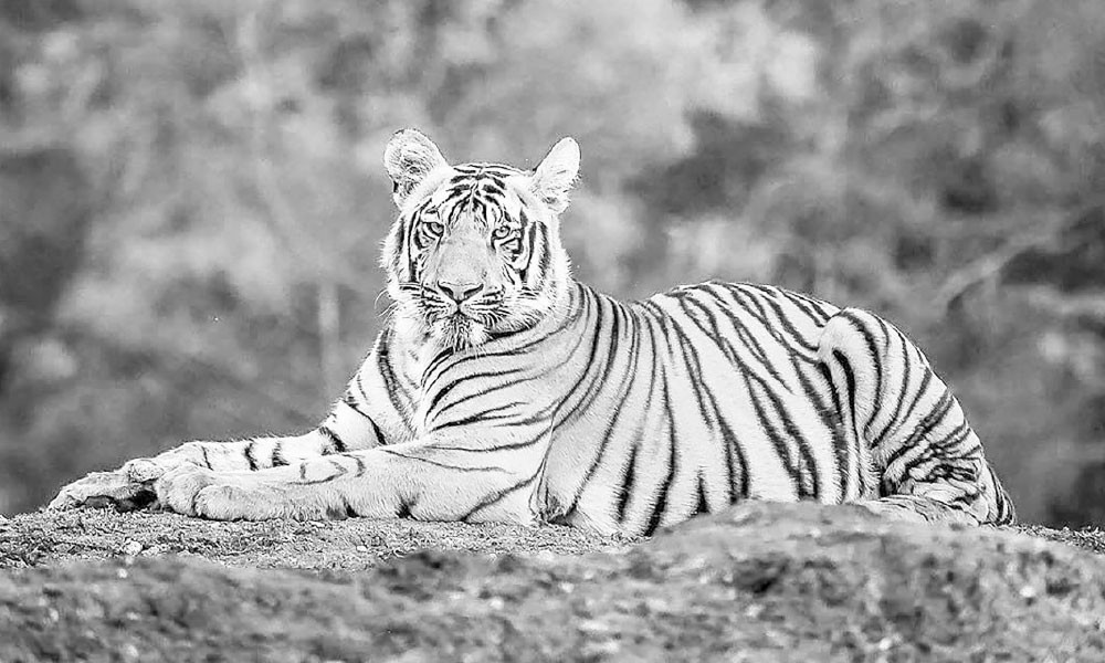 অস্তিত্ব সংকটে বেঙ্গল টাইগার