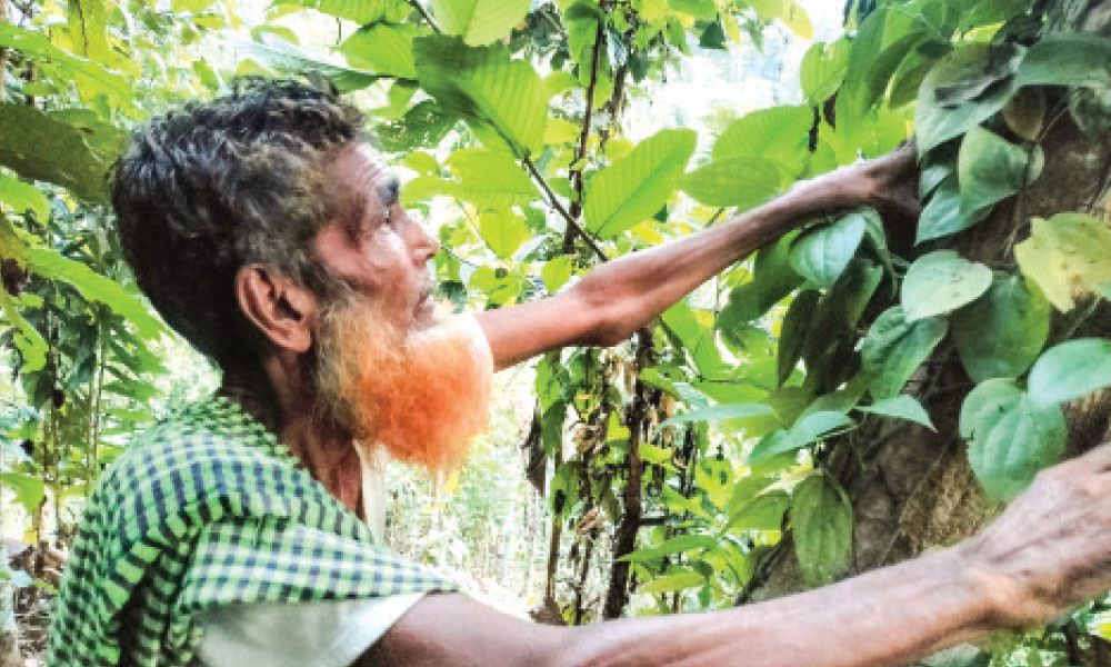 উঠানে শখের গোলমরিচ চাষে সাফল্য