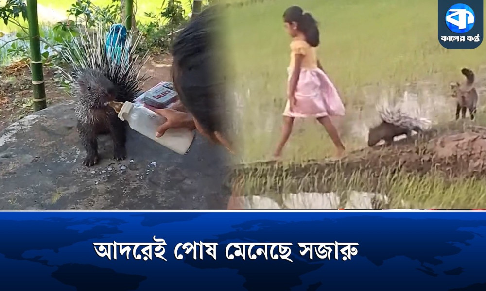নিয়ম ভেঙে পোষ মেনেছে সজারু, কেমন তার আসল স্বভাব?