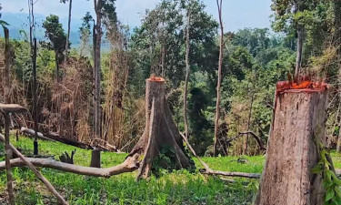 ধ্বংসের পথে দেশের একমাত্র কুমারী বন