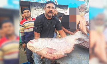 পদ্মার এক কাতল ৭৩ হাজার ৫০০ টাকায় বিক্রি